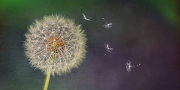 Dandelion.jpg
